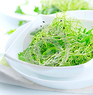 Microgreens. Healthy salad