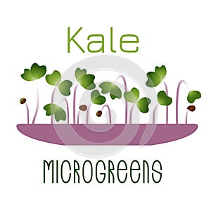 Microgreens Kale. Sprouts in a bowl. Sprouting seeds of a plant. Vitamin supplement, vegan food.