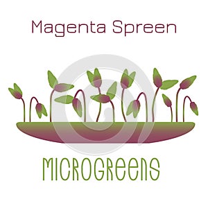 Microgreens Magenta Spreen. Sprouts in a bowl. Sprouting seeds of a plant. Vitamin supplement, vegan food.