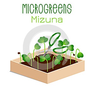Microgreens Mizuna. Sprouts in a bowl. Sprouting seeds of a plant. Vitamin supplement, vegan food.