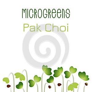 Microgreens Pak Choi. Seed packaging design. Sprouting seeds of a plant