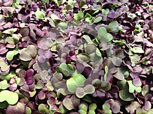 Microgreens - radish close up photo