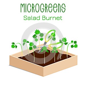 Microgreens Salad Burnet, Sanguisorba minor. Sprouts in a bowl. Sprouting seeds of a plant