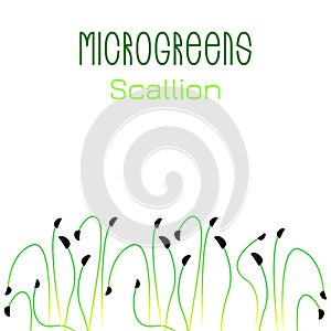 Microgreens Scallions. Seed packaging design. Sprouting seeds of a plant