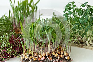 Microgreens with seeds and roots. Germination of microgreens.