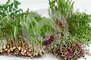Microgreens with seeds and roots. Germination of microgreens.