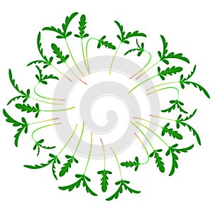 Microgreens Shungiku. Arranged in a circle. White background