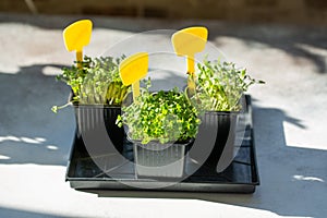 Microgreens. Sprouted coriander,  arugula and rutabaga seeds in black pots. Young seedlings, seed germination at home. Vegan,