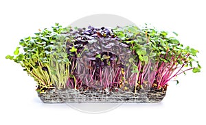 Microgreens sprouts - healthy and fresh