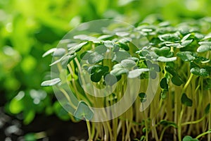 Microgreens sprouts - healthy and fresh. Concept of home gardening and growing greenery indoors