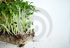 Microgreens sunflower on white background, Vegan micro sunflower greens shoots