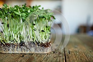 Microgreens sunflower on wooden background, Vegan micro sunflower greens shoots