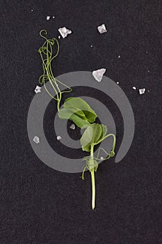 Microgreens. Tiny pea leaf on black background. Top view