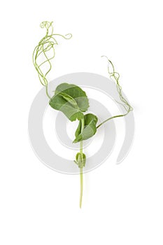 Microgreens. Tiny pea leaf on white background. Top view