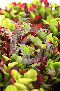 Microgreens vertical