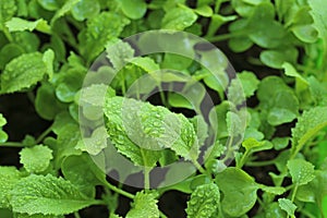 Microgreens in water drops. Chinese cabbage . Cultivation of microgreens.Wating microgreens and seedlings