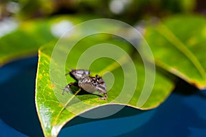 Microhyla achatina - Javan Chorus - Frog