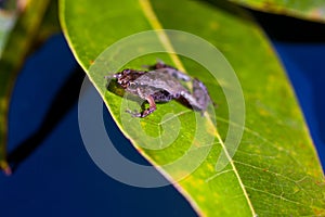 Microhyla achatina - Javan Chorus - Frog