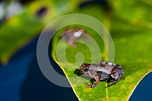 Microhyla achatina - Javan Chorus - Frog