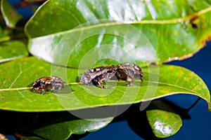 Microhyla achatina - Javan Chorus-Frog