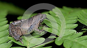 Microhyla berdmorei, Beautiful Frog, Frog on green leaf