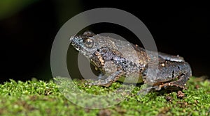 Microhyla berdmorei, Beautiful Frog, Frog on moss tree