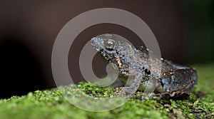 Microhyla berdmorei, Beautiful Frog, Frog on moss tree