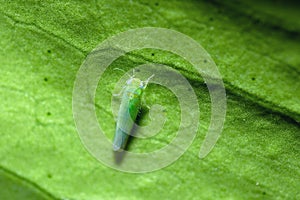 A microleafhopper on a leaf, genus Empoasca leafhopper