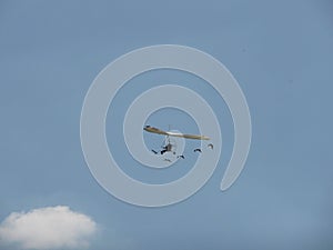 Microlight flying with geese