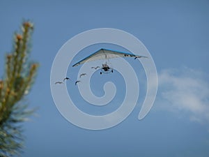Microlight flying with geese