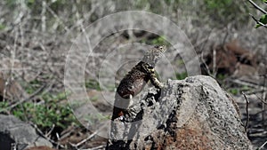 Microlophus albemarlensis, the Galapagos Lava lizard