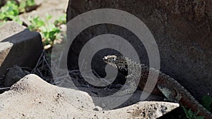 Microlophus albemarlensis, the Galapagos Lava lizard