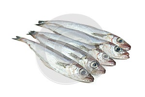 Micromesistius poutassou. Fresh blue whiting on a white background. Fresh fish. Copy space