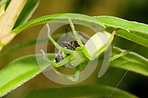 Micrommata virescens