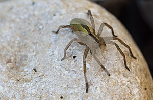 Micrommata virescens spider