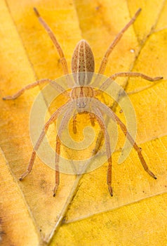 Micrommata virescens spider in nature