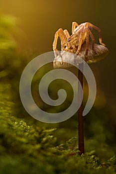 Micrommata virescens spider in nature on brown mushroom. Amazing fairy magic merry artistic image. Majestic scene of animal wildli