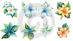 Micronesian Floral Collection on a Clean White Background with Sharp Lines photo