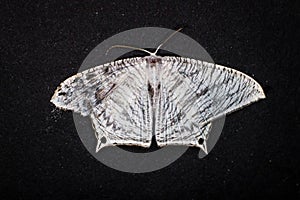 micronia aculeata moth on dark background