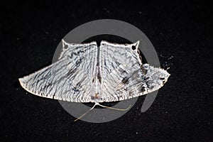 micronia aculeata moth on dark background