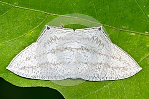 Micronia Aculeata white moth