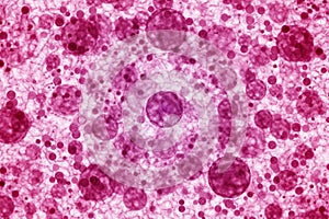 Microorganism cells photo