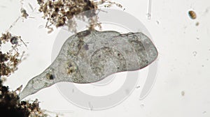 Microorganism Stentor or trumpet animalcules is filter-feeding, heterotrophic protozoan ciliate photo