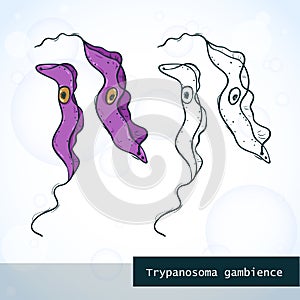 Microorganism Trypanosoma in sketch style, structure