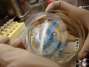 Microorganisms selection