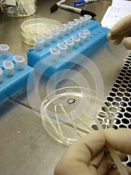 Microorganisms selection