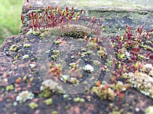 A microoscopic life / Plantas photo