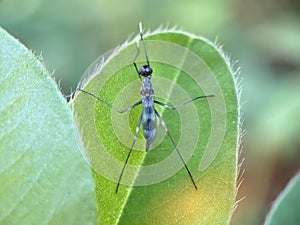 Micropeza corrigiola Insect on Leaf close up