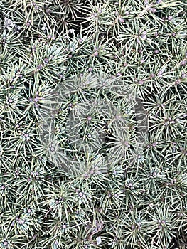 microphoto of a blue juniper with small bumps