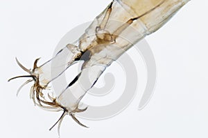 Microphoto of a larva